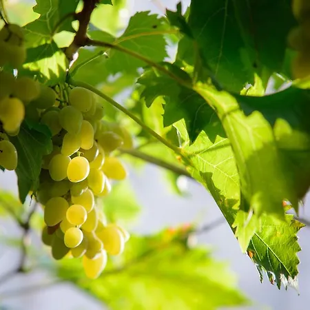 Ema 公寓 杜布罗夫尼克